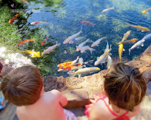 Exploring the koi ponds at Disney's Aulani Resort in Hawaii